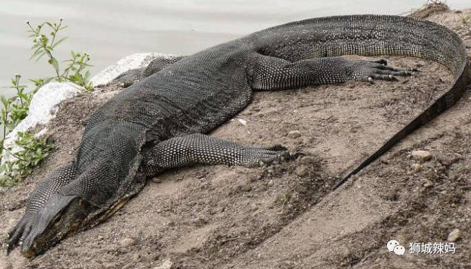 500种热带动植物免费看!超大蜥蜴、候鸟、鳄鱼,新加坡这地儿你肯定没来过
