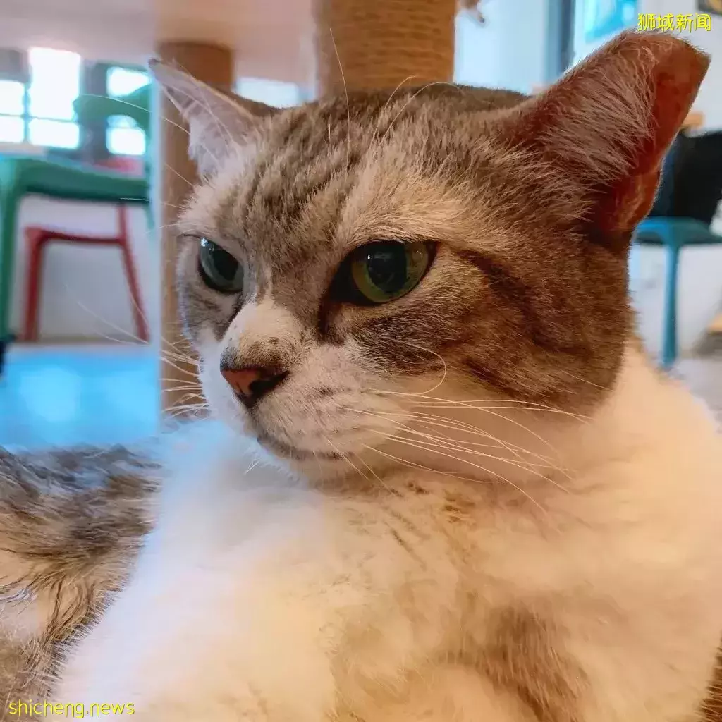 吸猫撸狗不是梦，5家新加坡宠物咖萌到犯规