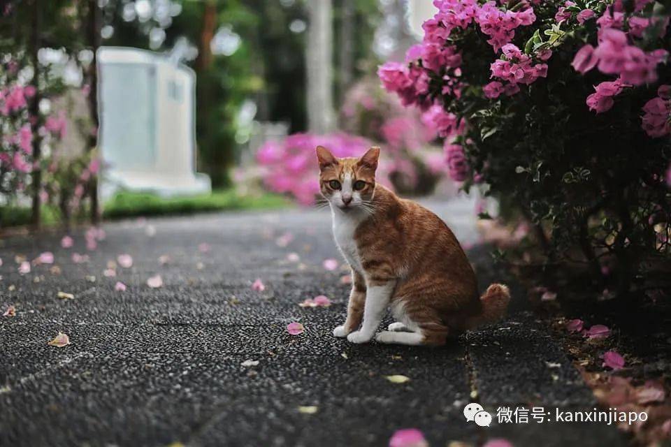 新加坡花季到，“樱花”颜值仙气爆表