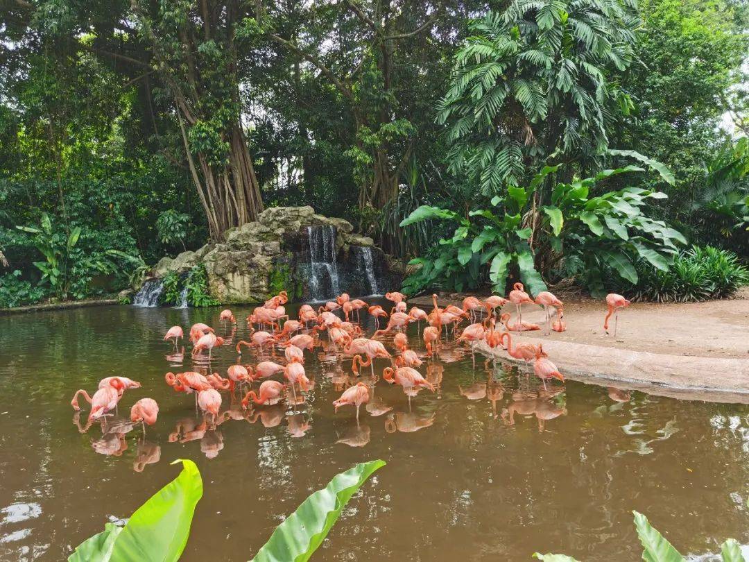免費送票!帶倆娃嗨翻亞洲最大飛禽園,400多種5000多只鳥,一路驚喜不斷