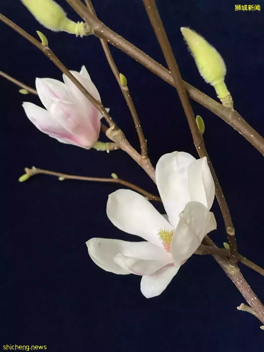 鮮花在熱帶也能養1個月？資深花友新加坡買花、養護大揭秘