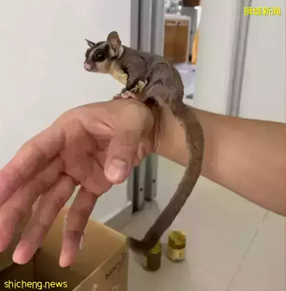 这位“非法入境者”好可爱呀!新加坡警察叔叔都不忍心下手