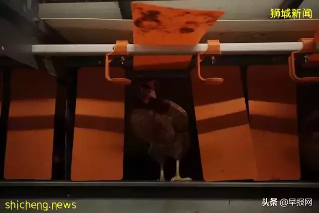 新加坡豪华养鸡场长啥样