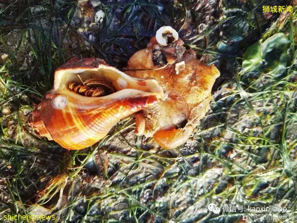 去樟宜海滩赶海吧,那里有最美的日出和从未见过的海洋生物