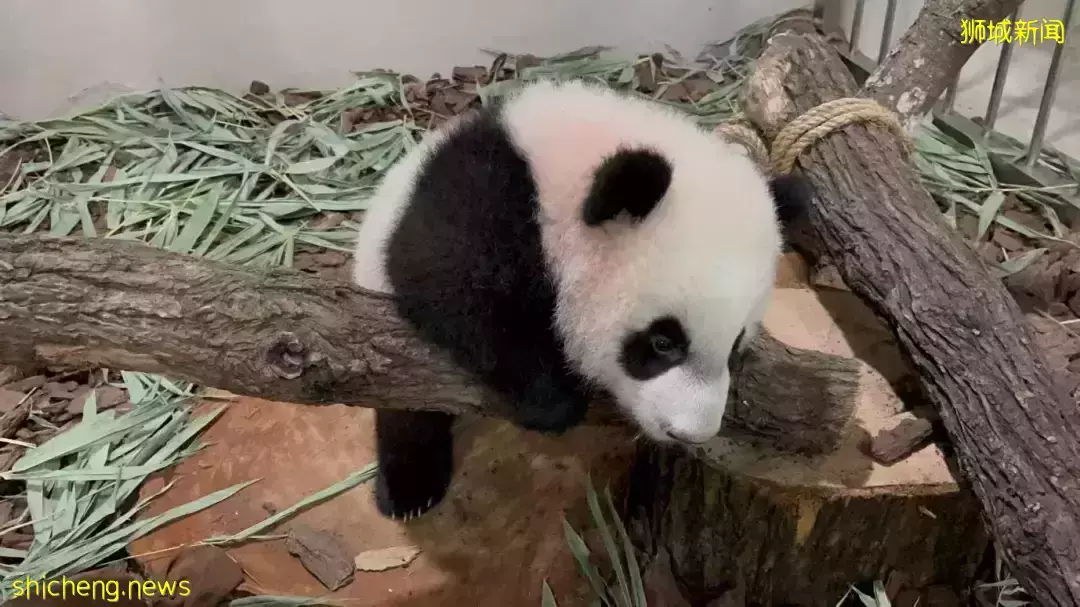 为看一眼新加坡出生的小熊猫，他们排队几小时