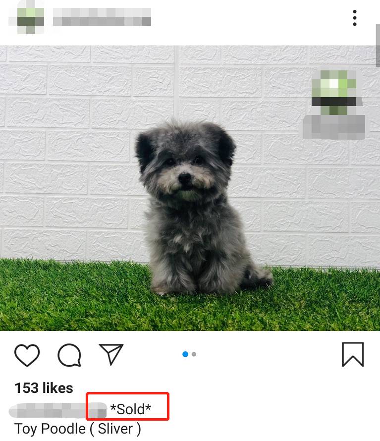 一狗難求！泰迪被炒到$11800新幣！新加坡這裏可以超便宜領養