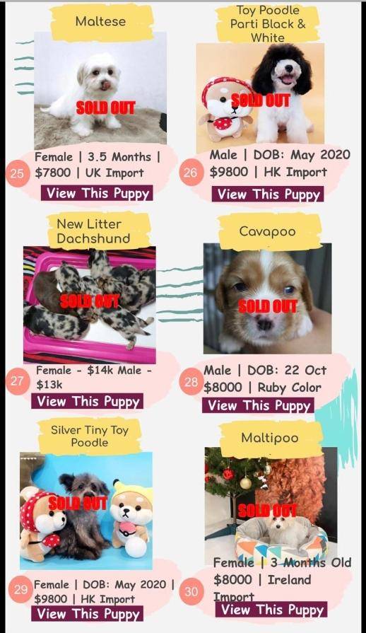 疫情期掀養寵物潮 獅城名犬身價翻幾倍