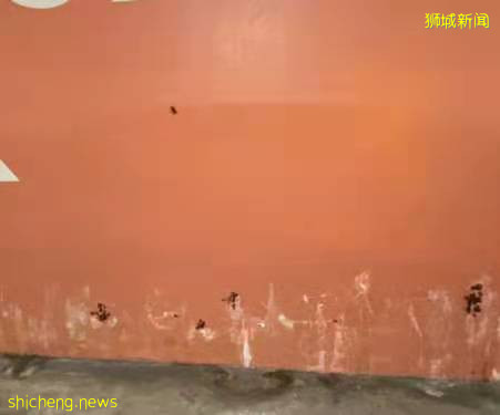 密集恐懼症慎入！商場停車場蟑螂黑乎乎爬滿牆，就問你怕不怕