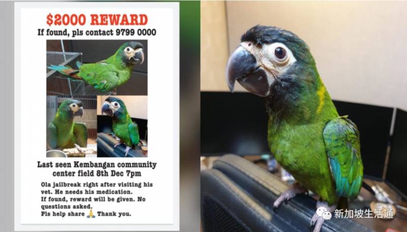 鹦鹉“离家出走”  新加坡男子悬赏2000元寻找