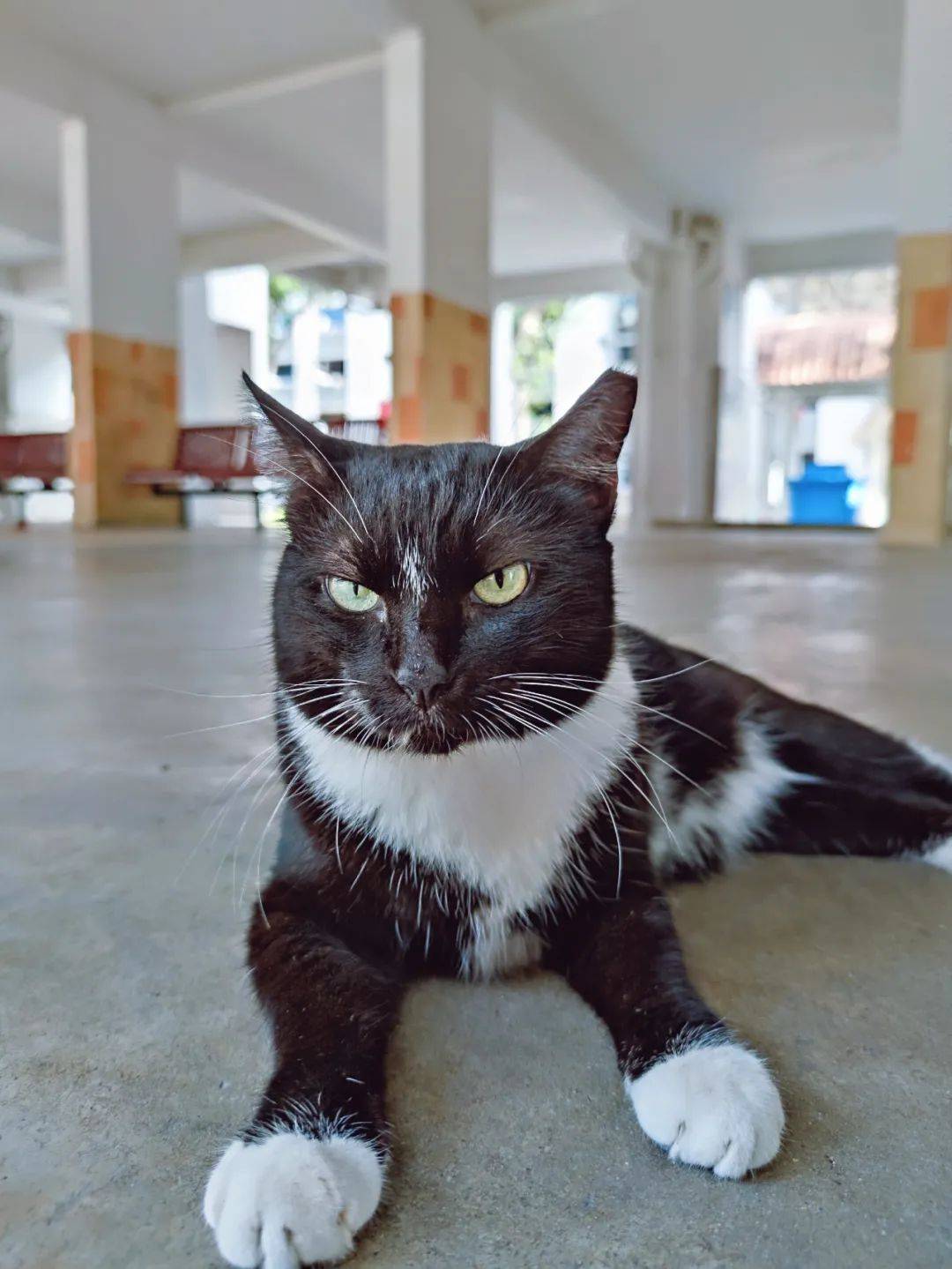 疫情之下，中國新移民在新加坡都是怎麽過年的