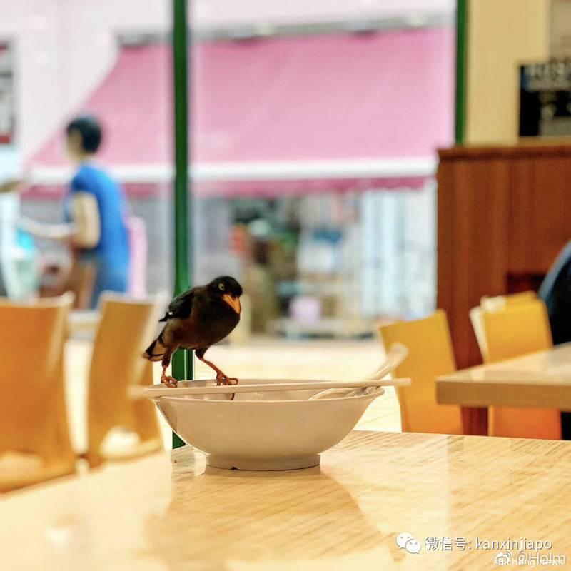 新加坡小鸟面临严重食物短缺：你们不去巴刹了，我吃啥