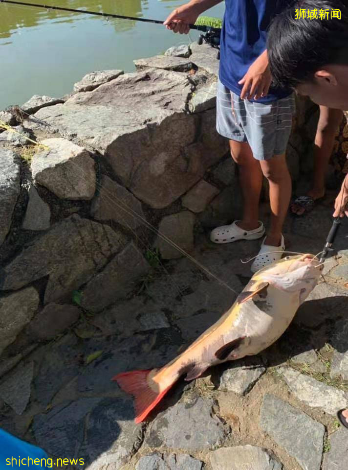 小桂林有一条巨大鲶鱼上钩,可能是某家人放养的宠物