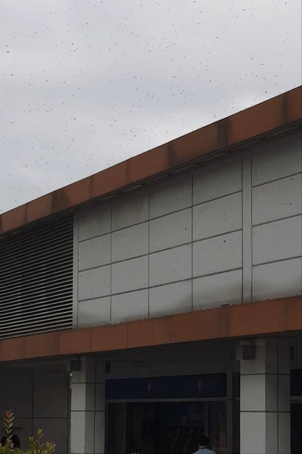 多图慎入...新加坡惊现超大蜜蜂群,漫天乱飞密密麻麻