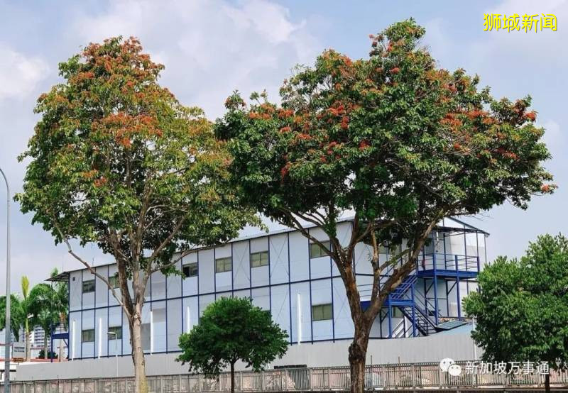 新加坡的“四季”，富有南洋風情的人間煙火氣