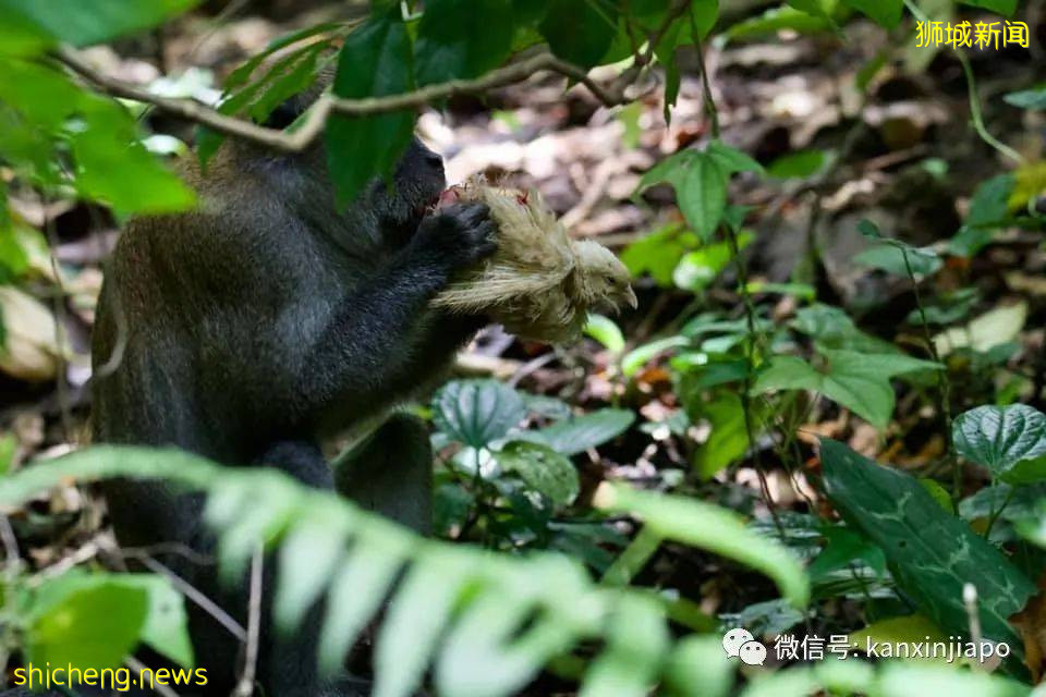 血淋淋!猕猴丛林内正大光明啃野鸡