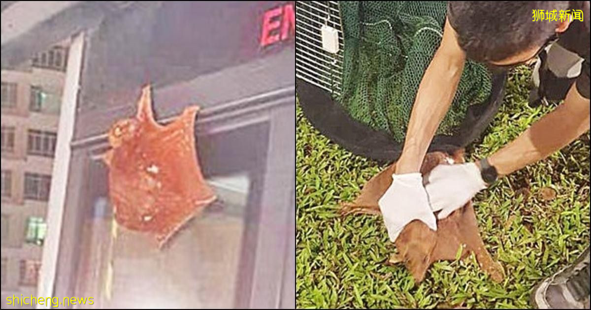 從武吉知馬到蔡厝港 新加坡鼯猴搭“順風車”