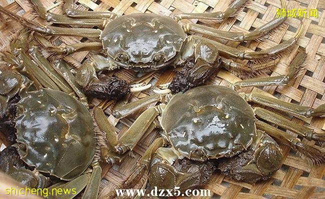 铛铛铛！萬衆期待的蟹中“小鮮肉”，舌尖六月黃大閘蟹登陸獅城啦