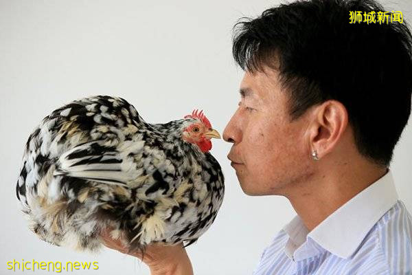 组屋内养25只鸡  补习老师惹官非