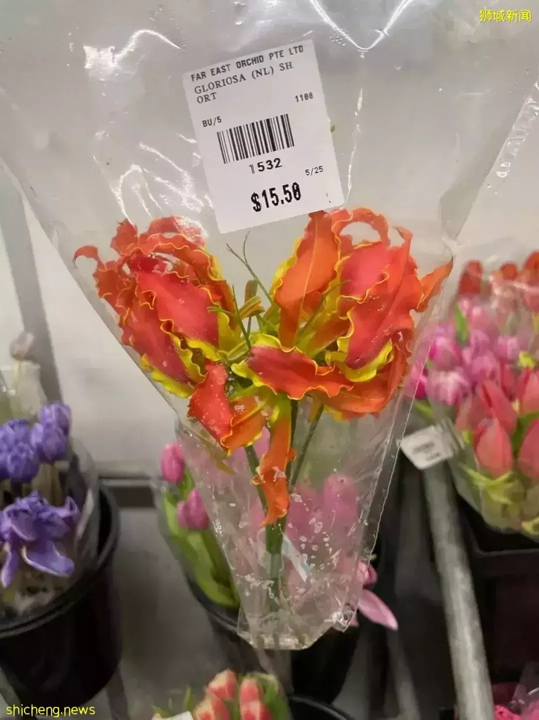 鮮花在熱帶也能養1個月？資深花友新加坡買花、養護大揭秘