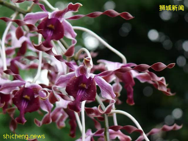 獅城見聞 | 新加坡胡姬花趣事!