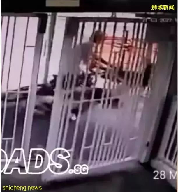 惊险！新加坡残疾男子坐电动轮椅在公路上高速送餐，吓煞路人