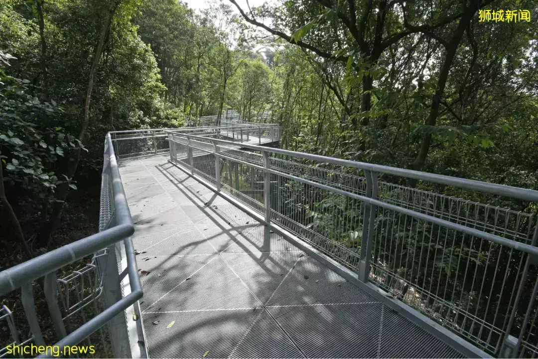 帶娃逛遍新加坡的森林和水庫，9條適合兒童徒步的路線