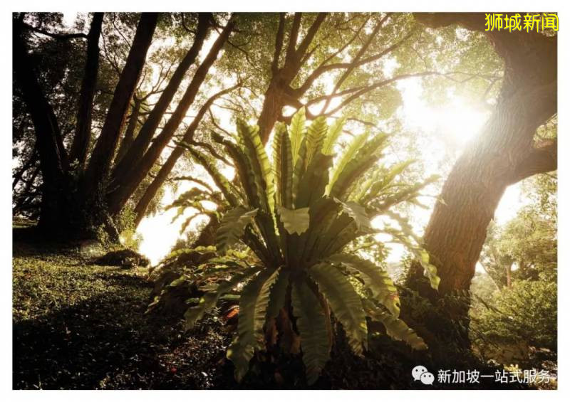 新加坡大學優勢和申請新