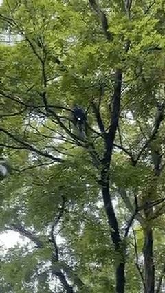 猴子“打搶”老奶奶，除了糖果剩下的都不要