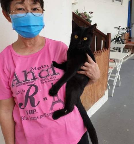 在这个农历新年期间,新加坡的猫友们聚在一起,为喂猫者们做了些温暖的事