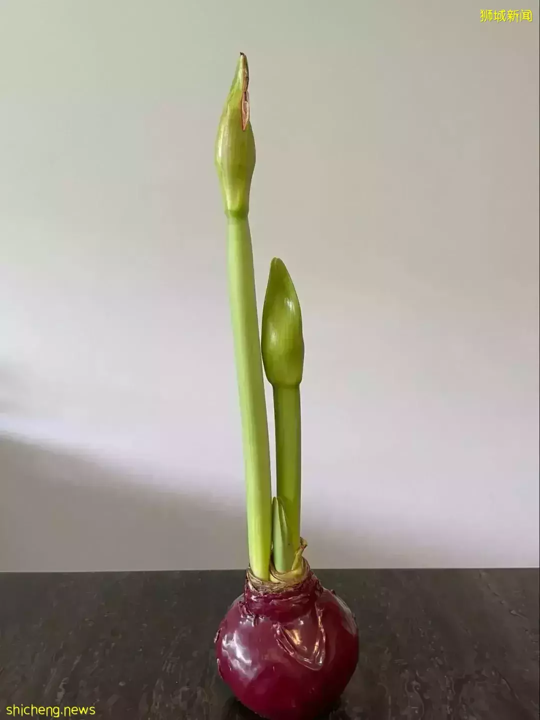 鮮花在熱帶也能養1個月？資深花友新加坡買花、養護大揭秘