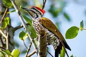 新加坡最好玩的海灘公園!趕海、騎馬、劃艇、樹籬迷宮、燒烤露營,超適合家庭出遊