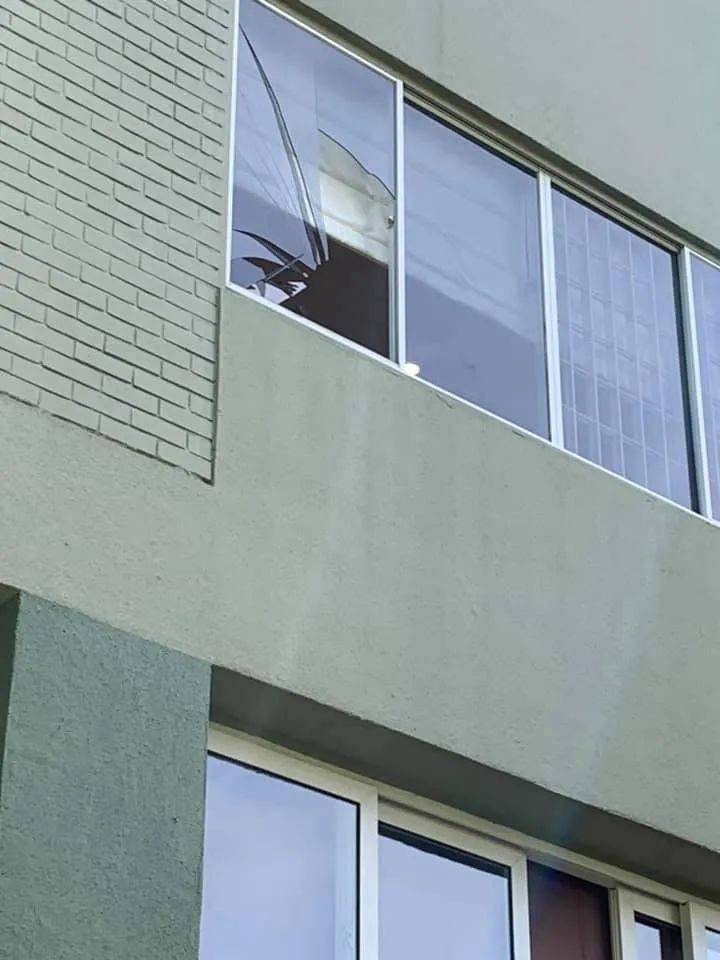 实拍新加坡八哥大战啄木鸟!过程太刺激