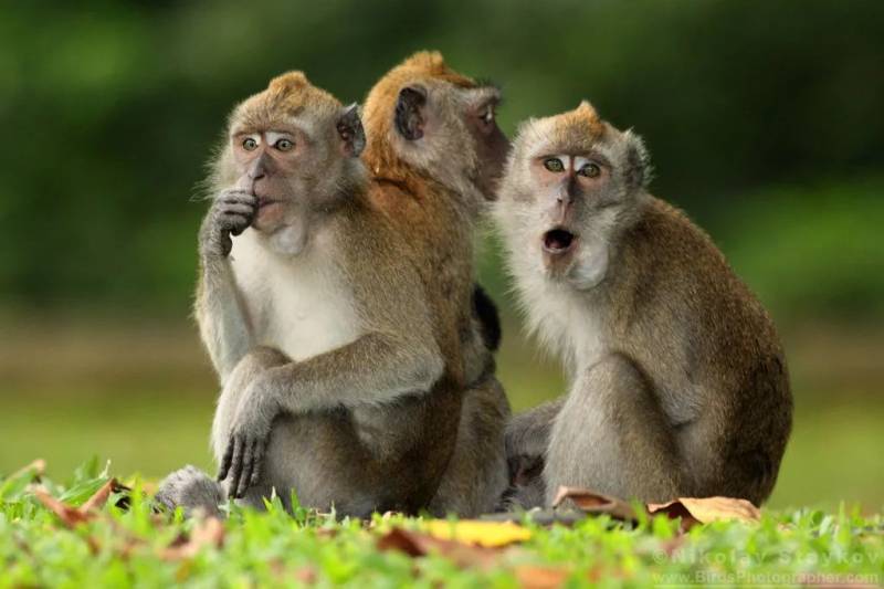突發！這個海灘驚現一群巨型椰子蟹，還搶燒烤吃！新加坡也被鳄魚、蜥蜴、蟒蛇、水獺、猴子、野豬、野雞嚇到過