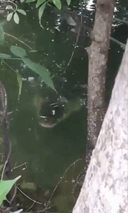 新加坡鳄魚上岸堵路,張開大嘴!海豚犀鳥也都來了