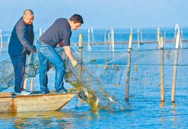 刚出湖边,又上舌尖的大闸蟹,狮城的你想吃大闸蟹?安排