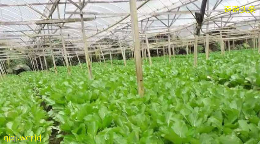 自然环境领域更新SOP·处理废料 须跟时间表