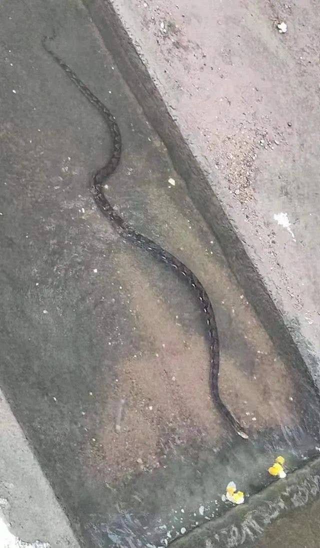 莫慌!在新加坡看到巨蟒游泳冷静处理最安全