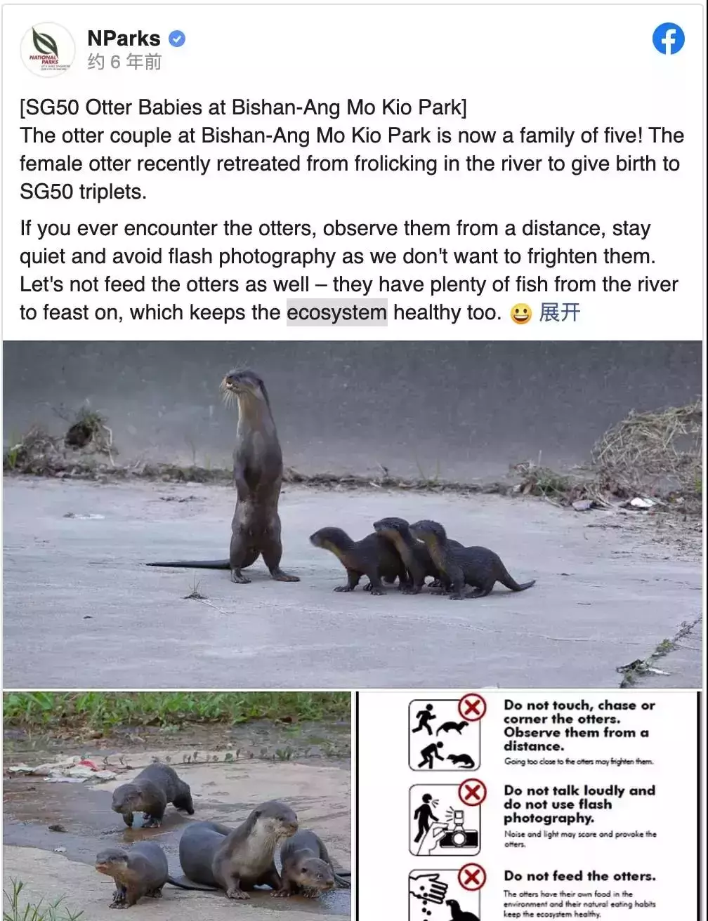 你見過熱戀中的水獺嗎