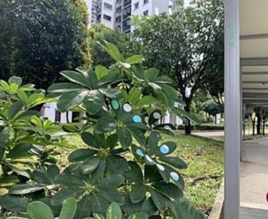 综合诊所外柱子和树叶  处处见“I’m OK”圆点贴纸 