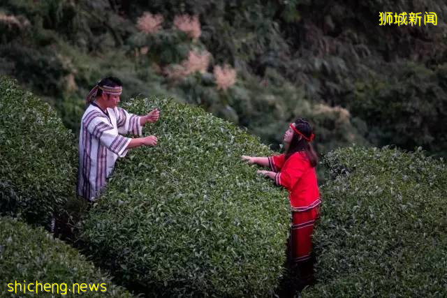 新加坡科技研究證明: 喝茶可以保護大腦