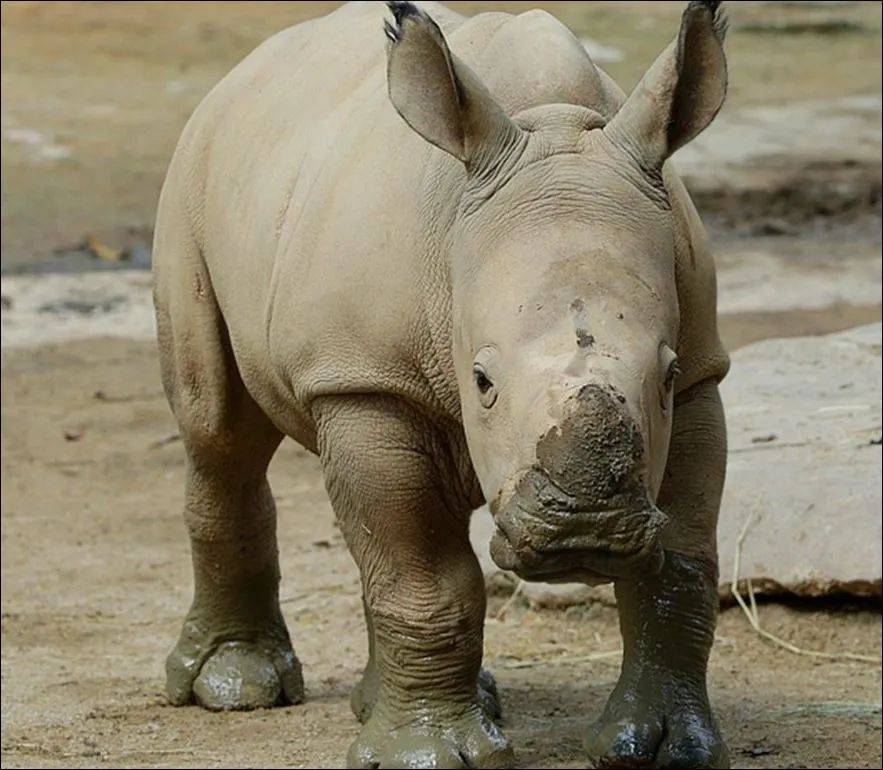 为了火,玩命了!新加坡小伙为拍短视频跳进犀牛圈里