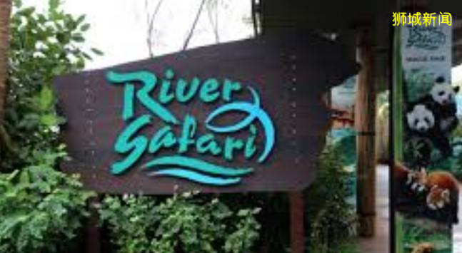 新加坡動物園,飛禽園,河川園都開門了!感興趣的朋友