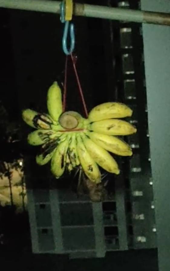“救命！我在新加坡厨房里挂了一串香蕉，引来一群蝙蝠！”