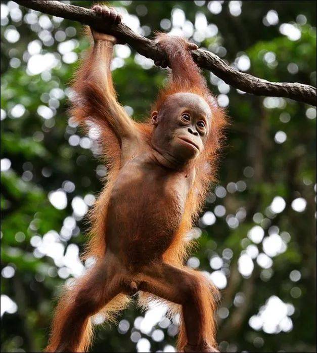 为了火,玩命了!新加坡小伙为拍短视频跳进犀牛圈里