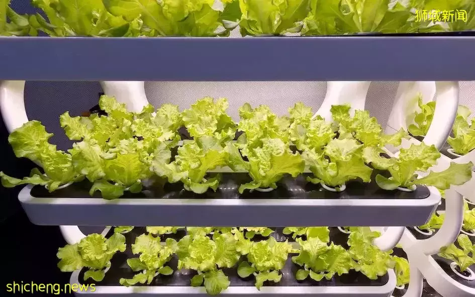 新加坡英文媒體也來采訪報道O2Work 了