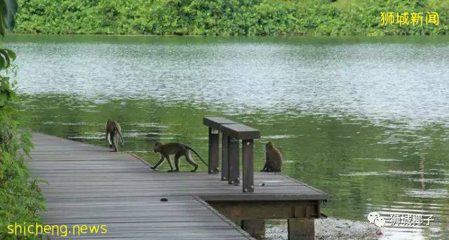 今天,新加坡被大暴雨淹沒了!
