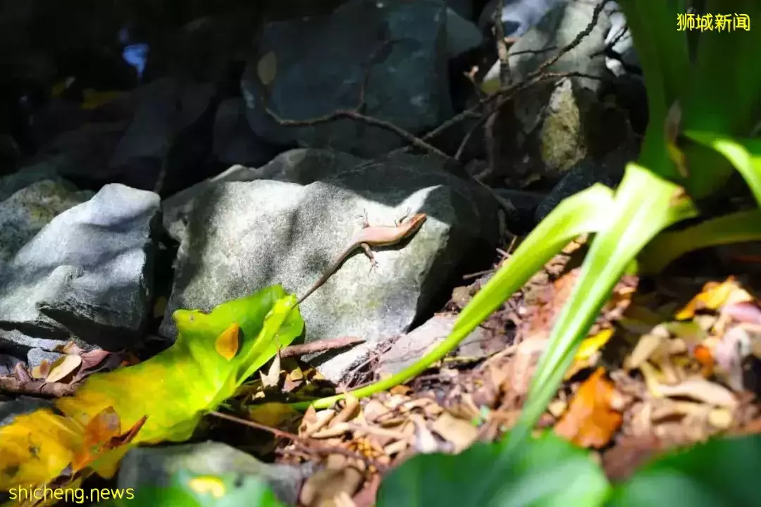 4天小長假!請來新加坡最美的濕地,超500種熱帶動植物免費看