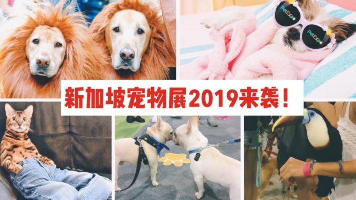 一年一度的宠物盛会PetExpo四月来袭！超多萌宠等你来撸~