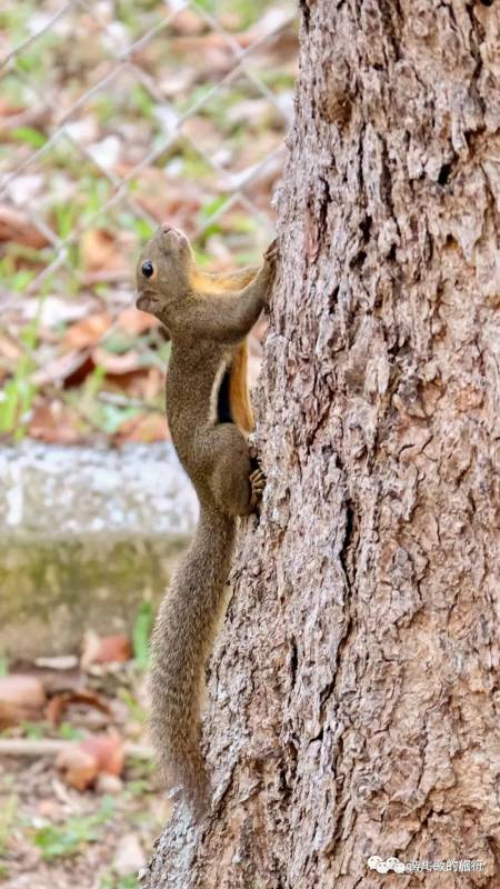 生态环境太好？乌节路鸟叫声振聋发聩，购物者不堪其扰