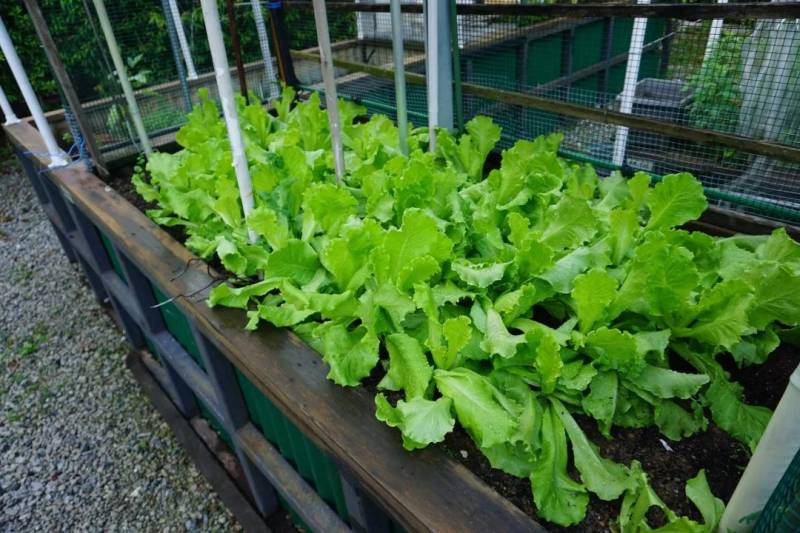 新加坡社区花园节10月24日开幕,超过30个免费活动线上登场